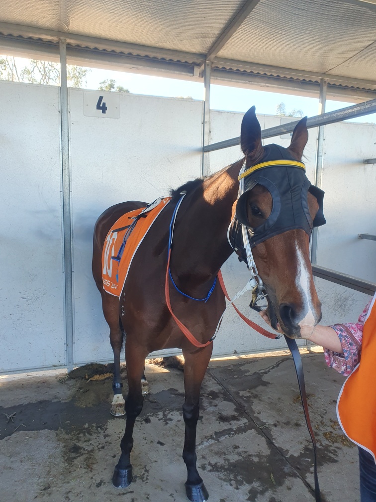 Marlins Man' owns horse running at Gulfstream Park