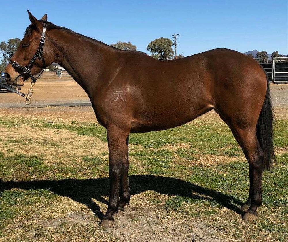 Bloodstockauction August 21, 2018 catalogue Lot 46 Buckle Bunny