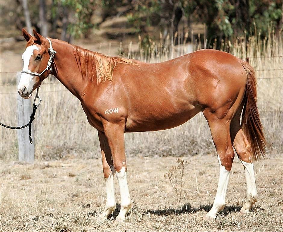 Bloodstockauction - April 2, 2019 catalogue | Lot 55: Moonlark