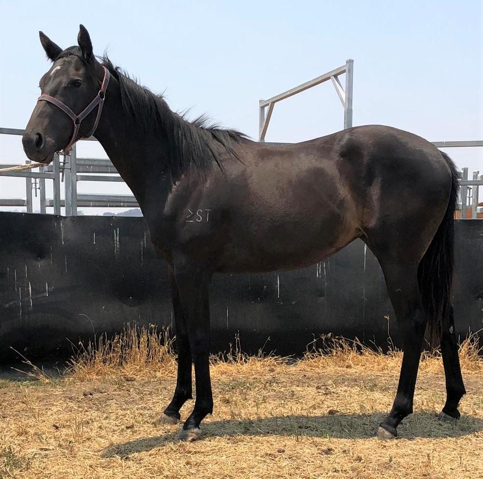 Bloodstockauction February 18, 2020 catalogue Lot 51 Scissor Kick